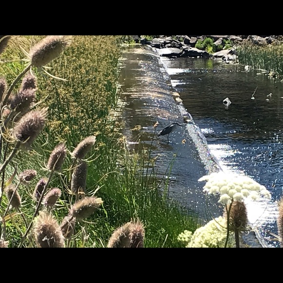 Meet your Posher, Gracie - Picture 2 of 3